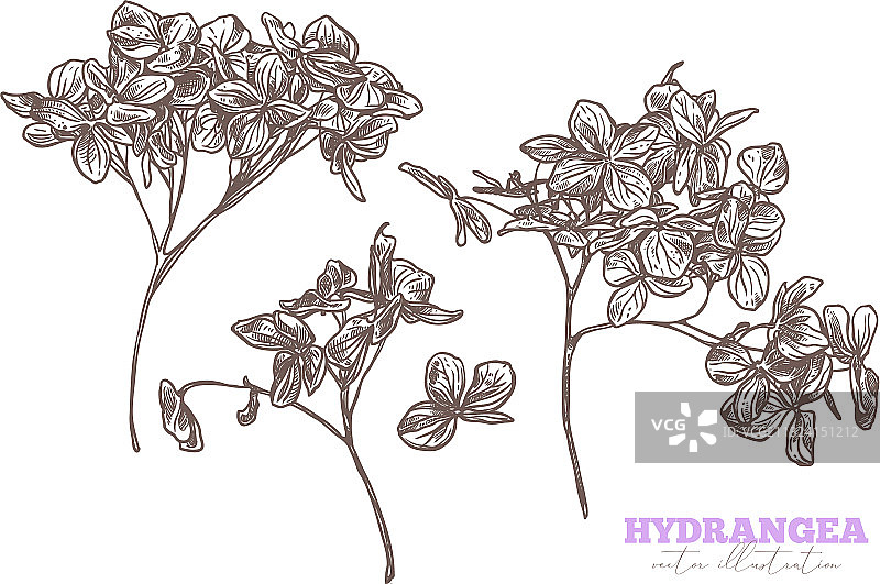 手绘绣球花草图图片素材