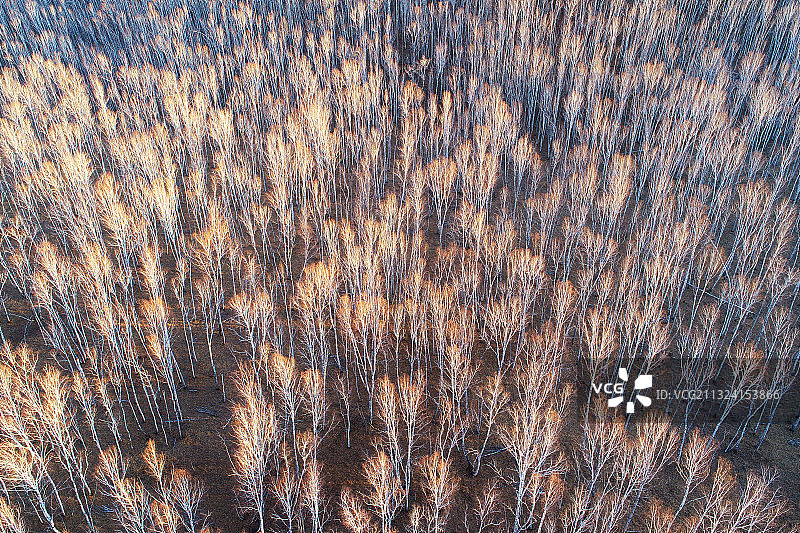 内蒙古额尔古纳早春白桦林风景图片素材