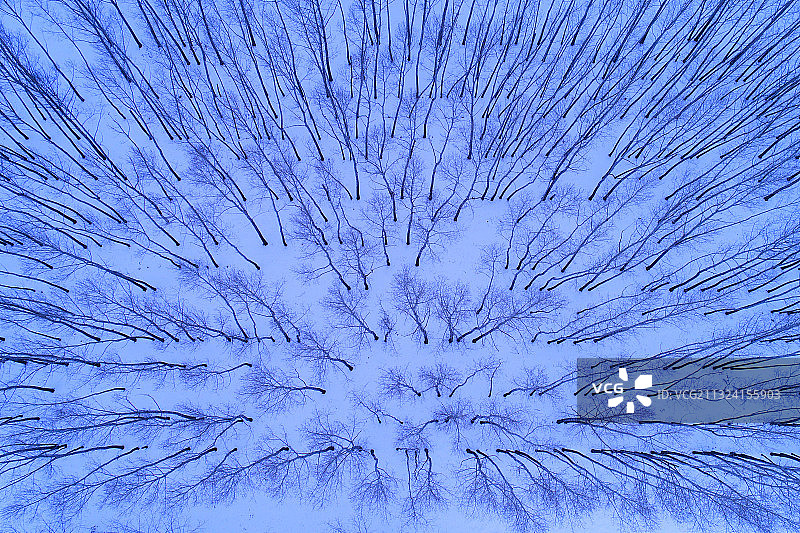 航拍牙克石冬季森林雪域树林图片素材