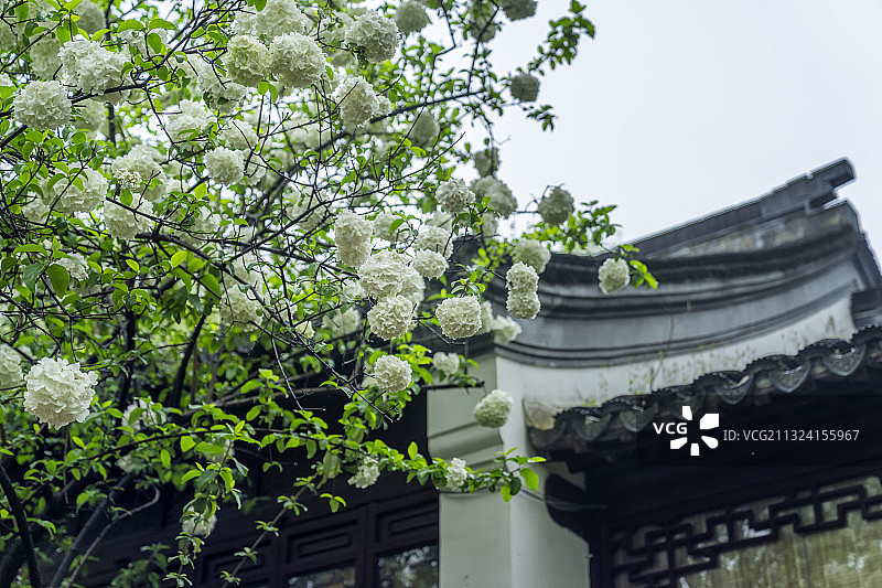 绣球花开（中华木绣球）--南京清凉山公园崇正书院图片素材