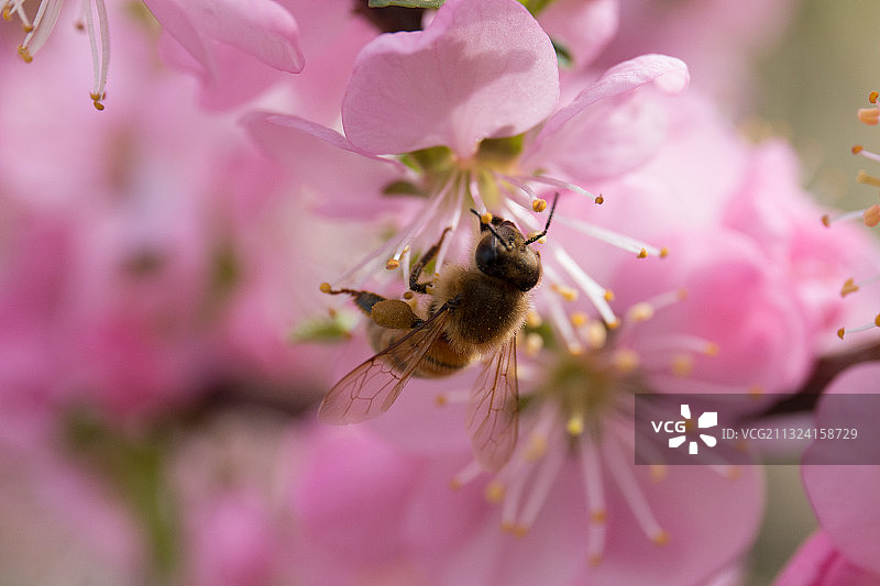 北京的花开了图片素材