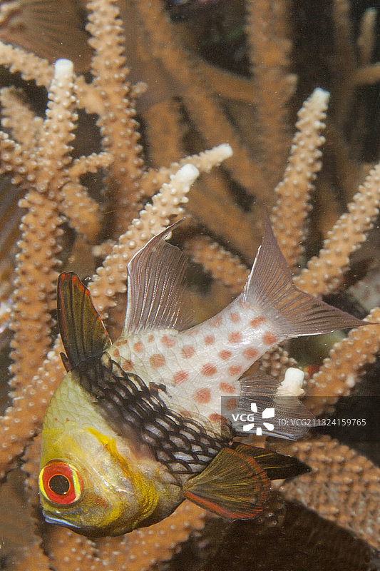 丝鳍 Cardinalfish图片素材