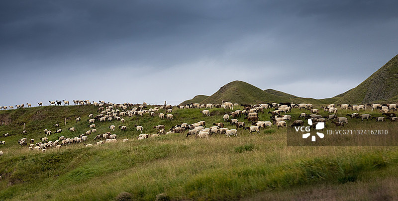 山坡上的羊群图片素材