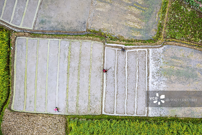 汉中花季，油菜盛开云雾茶山。图片素材