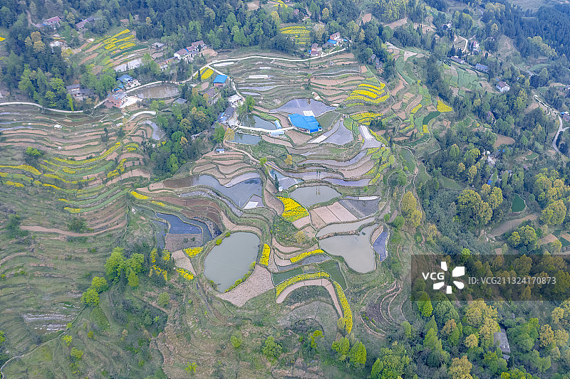汉中花季，油菜盛开云雾茶山。图片素材