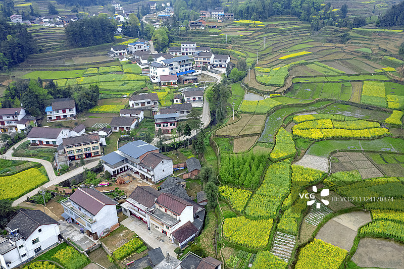 汉中花季，油菜盛开云雾茶山。图片素材
