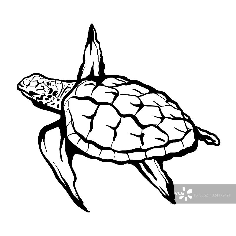 手绘海龟图片素材