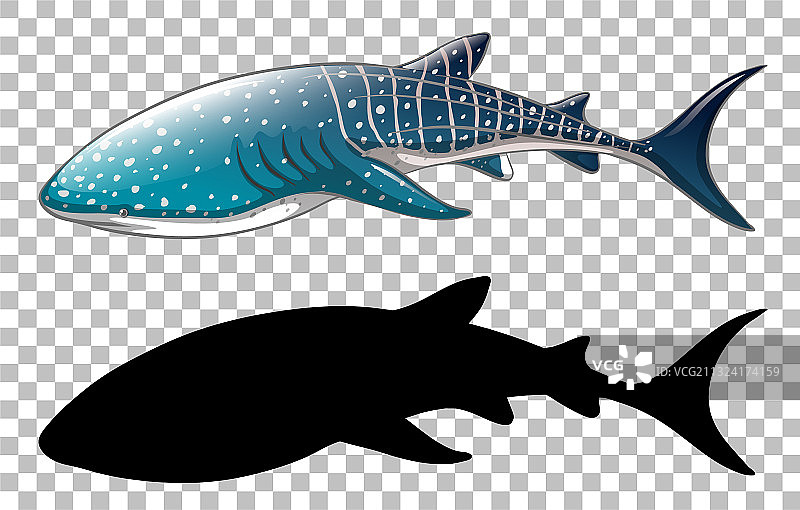 透明背景上的鲸鲨轮廓图片素材