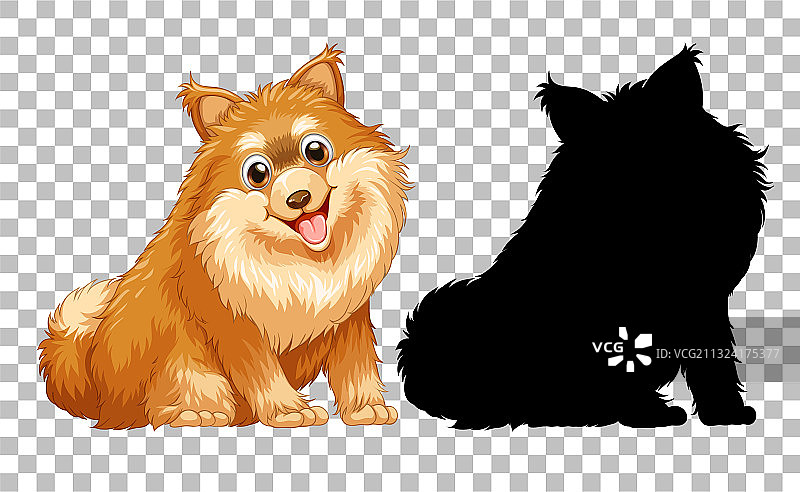 可爱的博美犬及其轮廓图片素材