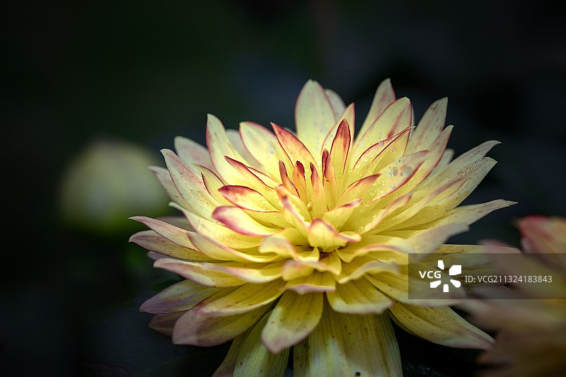 大丽花图片素材