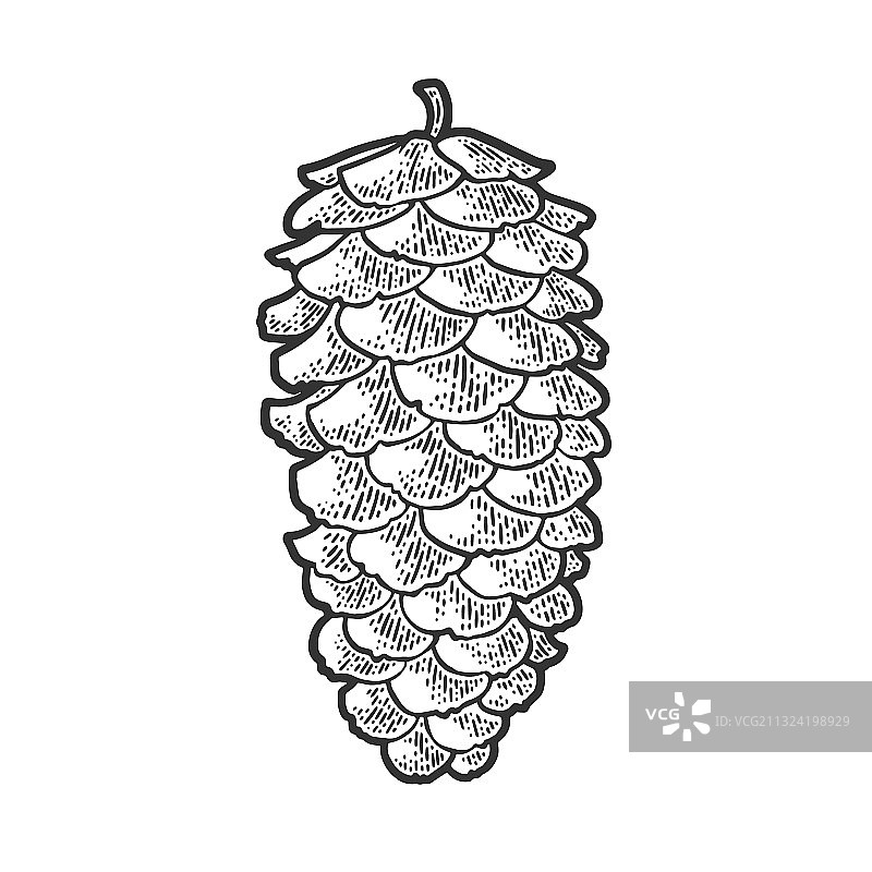 云杉松果素描图片素材