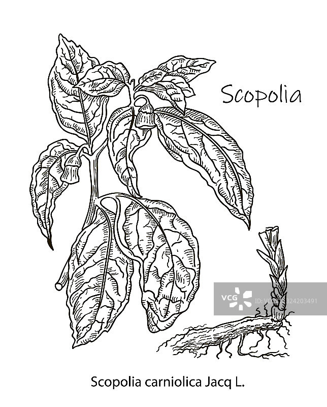 莨菪植物复古雕刻图片素材