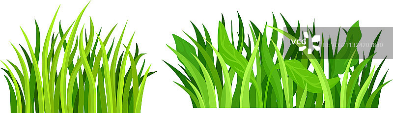 生长着窄叶植物的绿色草地图片素材