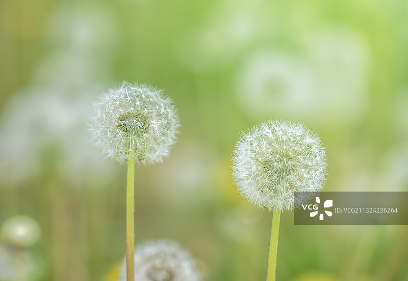 春天蒲公英种子特写图片素材