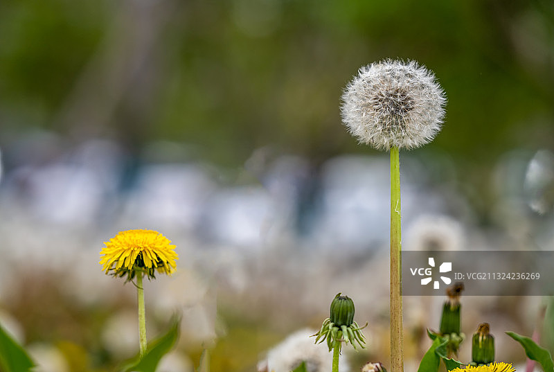 春天蒲公英种子特写图片素材