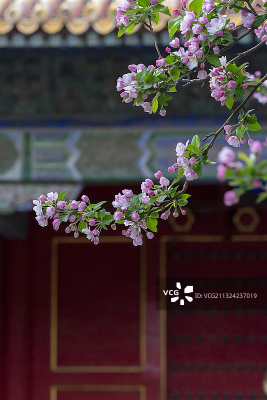 北京清明节故宫建筑海棠花图片素材