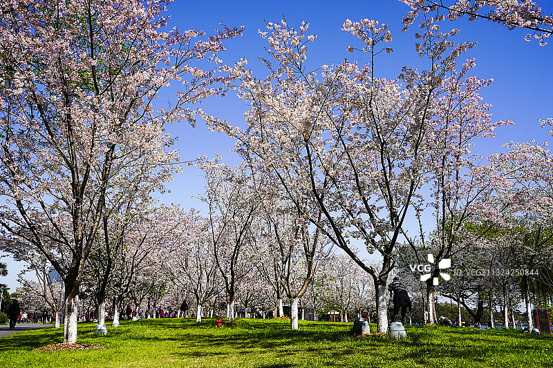 樱花满枝图片素材
