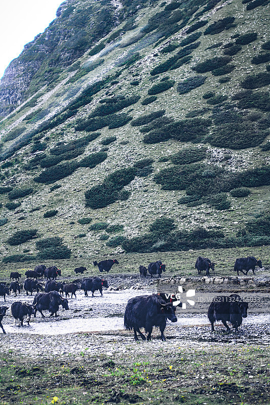西藏氧吧勒布沟 东章瀑布图片素材