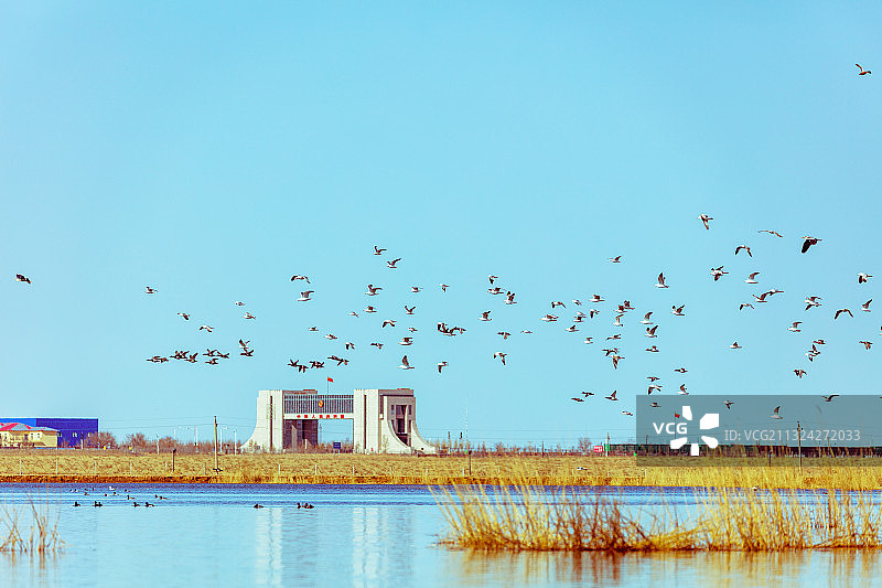 国门飞鸟群图片素材
