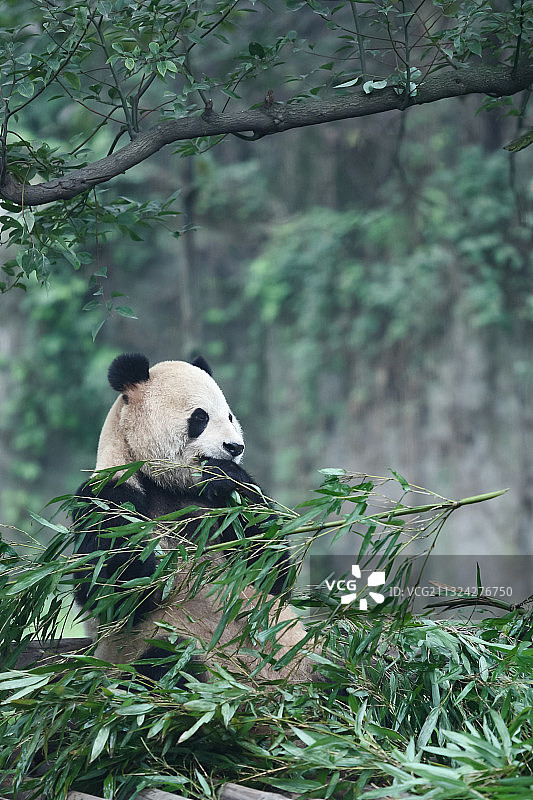 大熊猫图片素材
