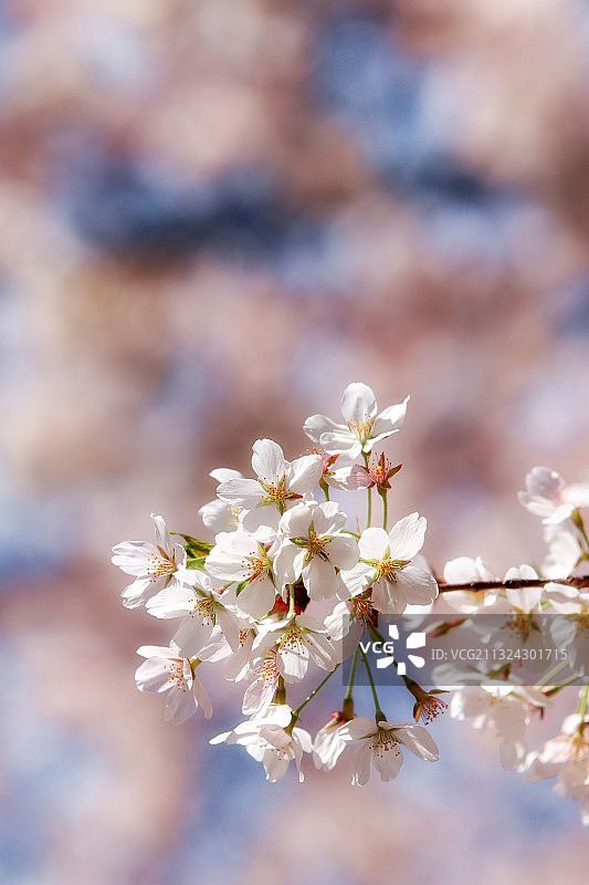 春日北京玉渊潭樱花绽放图片素材