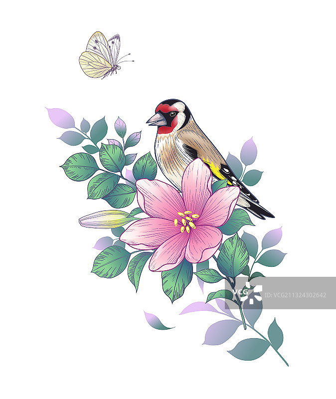 手绘金翅雀栖息在粉色花朵上图片素材