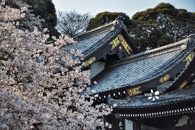 日本镰仓长谷寺樱花图片素材
