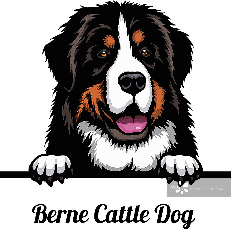 伯恩山犬-犬种彩色图A图片素材