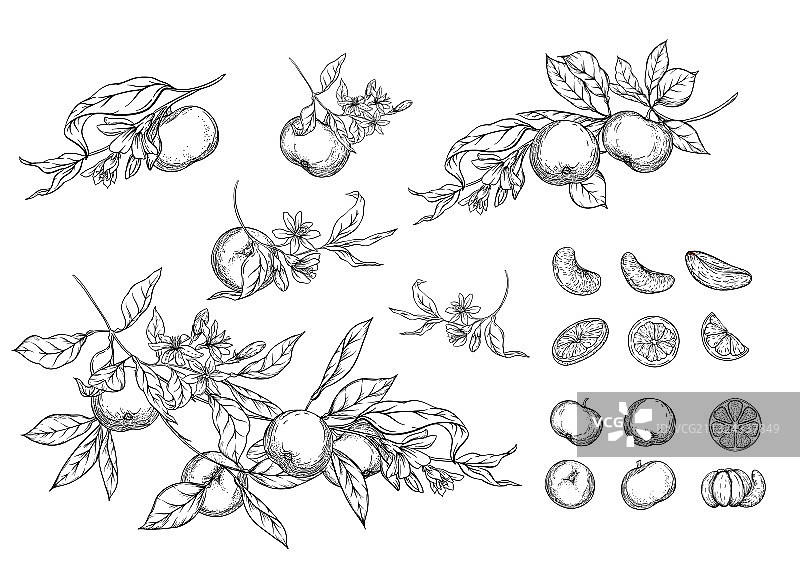 橘子树枝图片素材