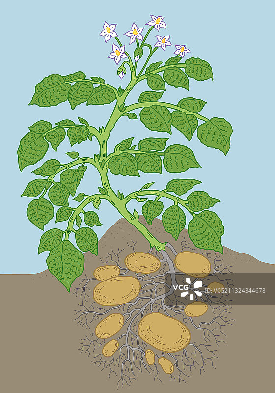 土豆蔬菜植物土壤和根生长图片素材