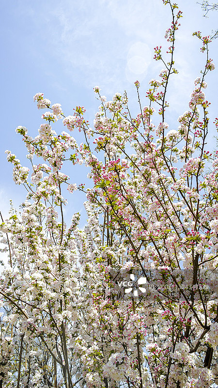 春天海棠花图片素材