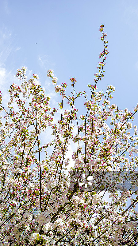 春天海棠花图片素材