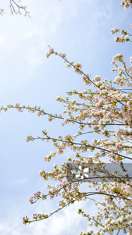 春天海棠花图片素材