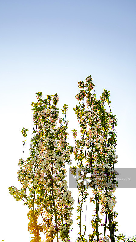 春天海棠花图片素材