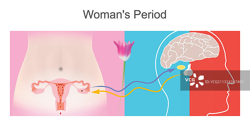 女性生理期对垂体的影响描述图片素材