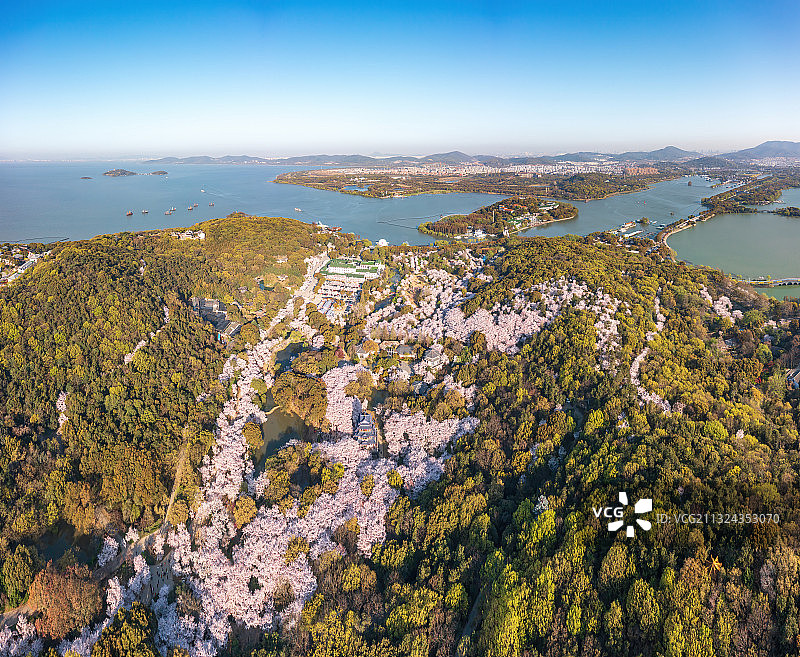 无锡太湖，鼋头渚，春天樱花开，航拍图片素材