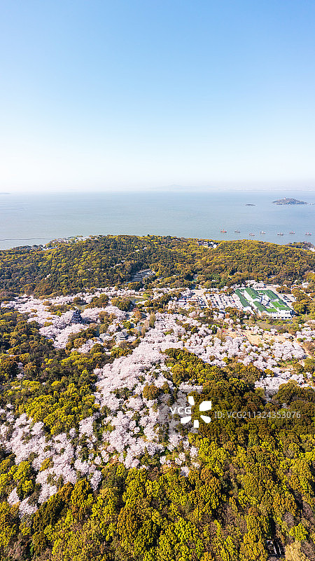 无锡太湖，鼋头渚，春天樱花开，航拍图片素材