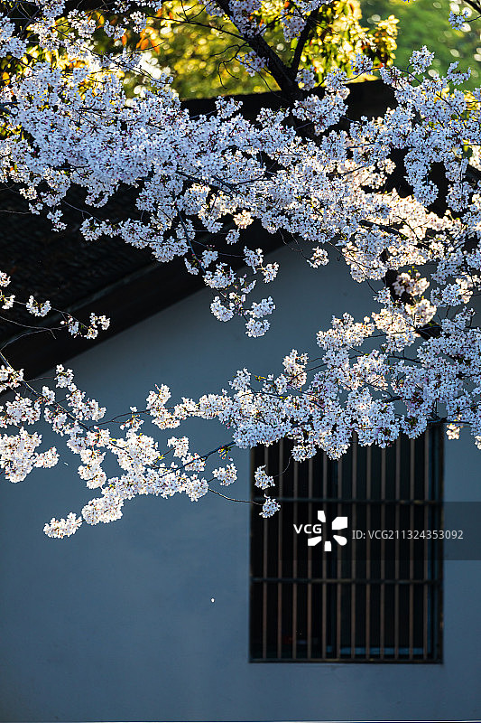 无锡鼋头渚，春天，樱花开图片素材