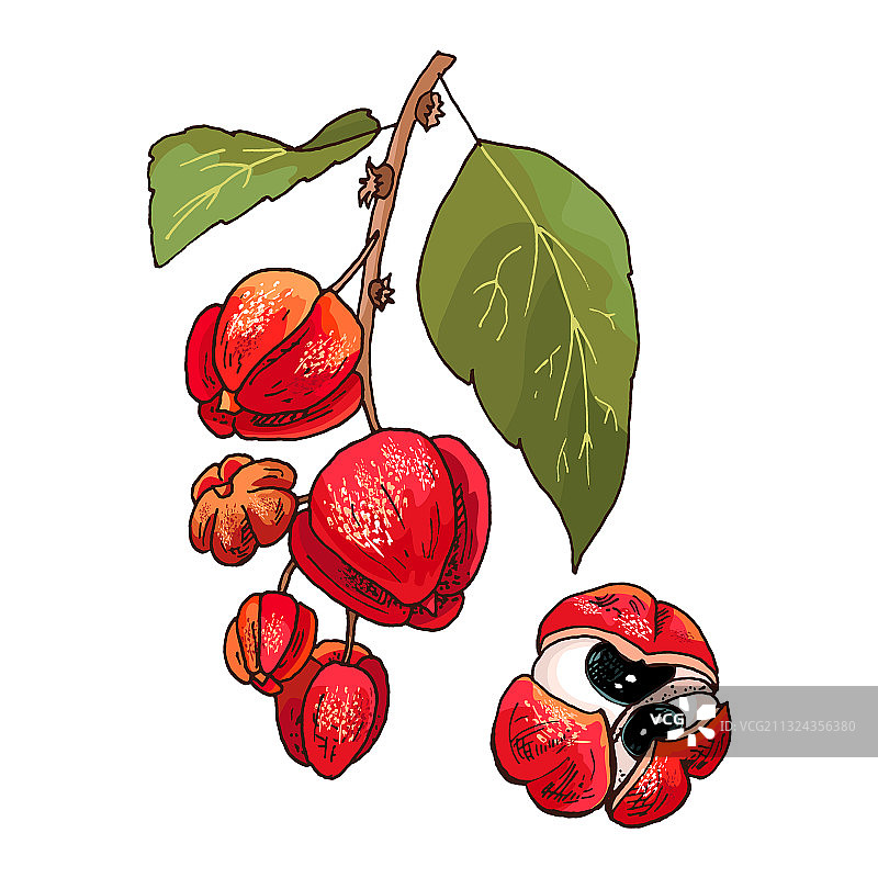 复古风格的瓜拉纳树枝与叶子图片素材