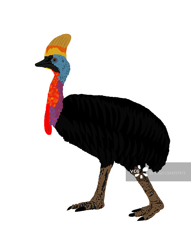 南方食火鸡隔离图片素材