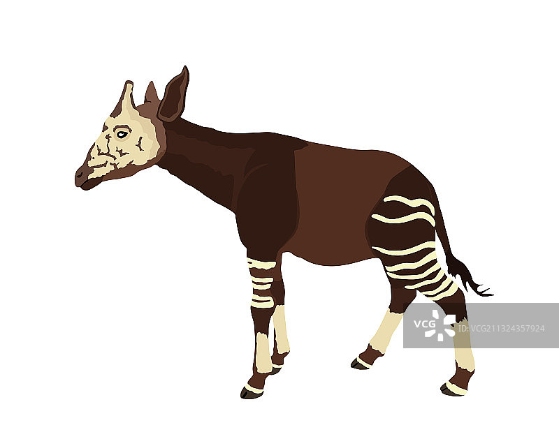 白色背景下的㺢狓图片素材