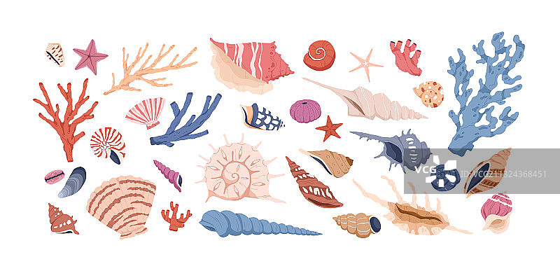 贝壳、珊瑚和海星合集图片素材