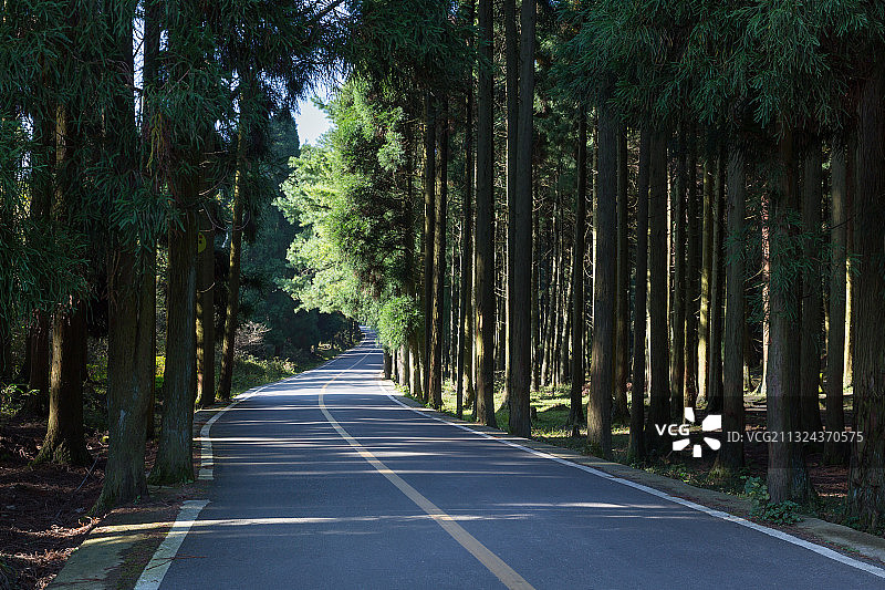 重庆石柱千叶草场林荫大道图片素材