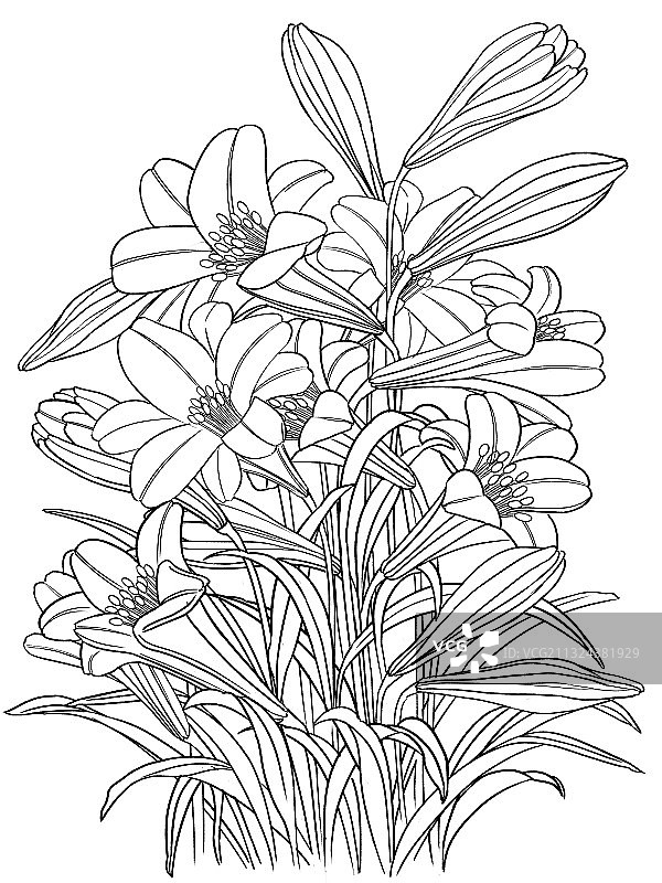 百合花白描图片素材
