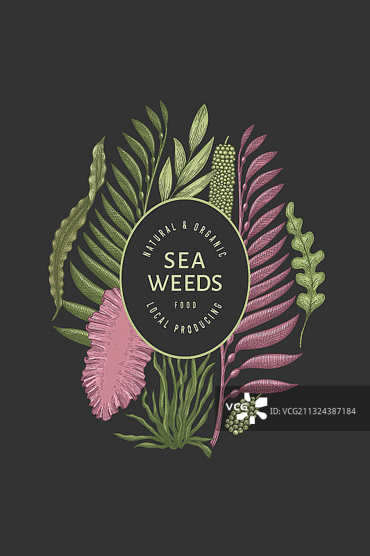 手绘海藻设计模板图片素材