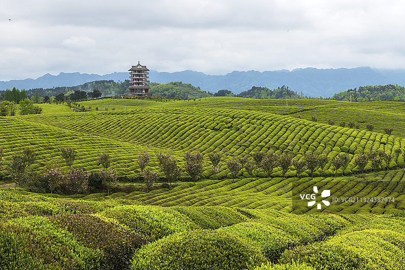 贵州省遵义湄潭茶海之心图片素材
