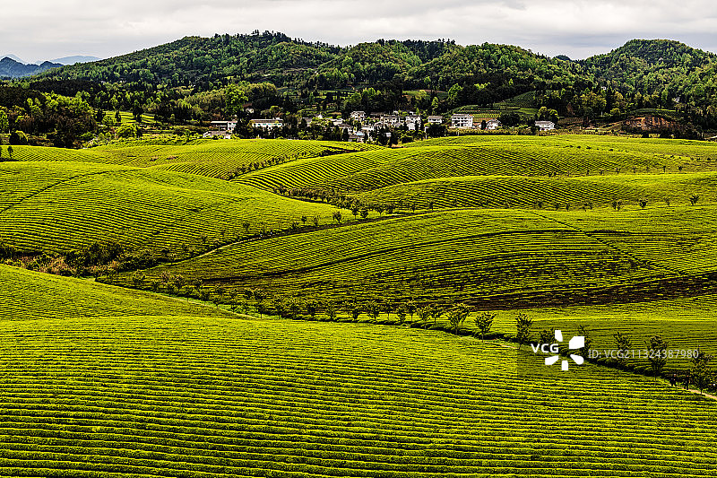 贵州省遵义湄潭茶海之心图片素材