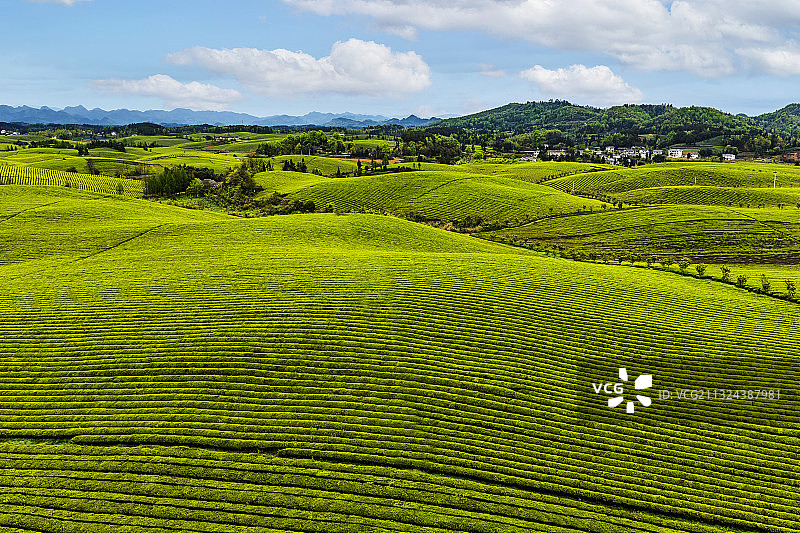 贵州省遵义湄潭茶海之心图片素材