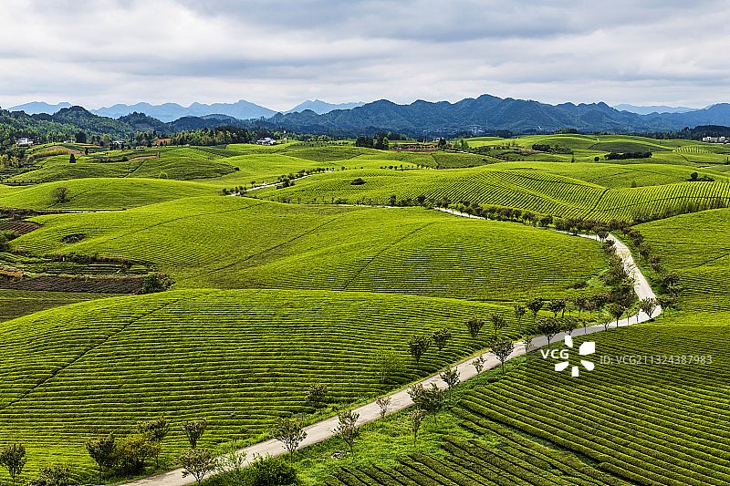 贵州省遵义湄潭茶海之心图片素材