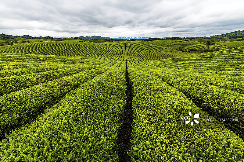 贵州省遵义湄潭茶海之心图片素材